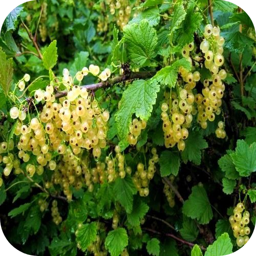 Смородина белая "Уральская" 